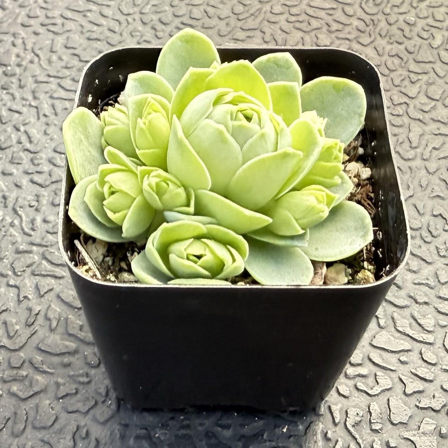 Sprout N Green Greenovia Dodrantalis | Aeonium dodrantale, 1 Live Succulent Plant Fully Rooted in 2" Pot, House Plant for Indoor Outdoor Home Office Wedding Decoration DIY Project Party Favor