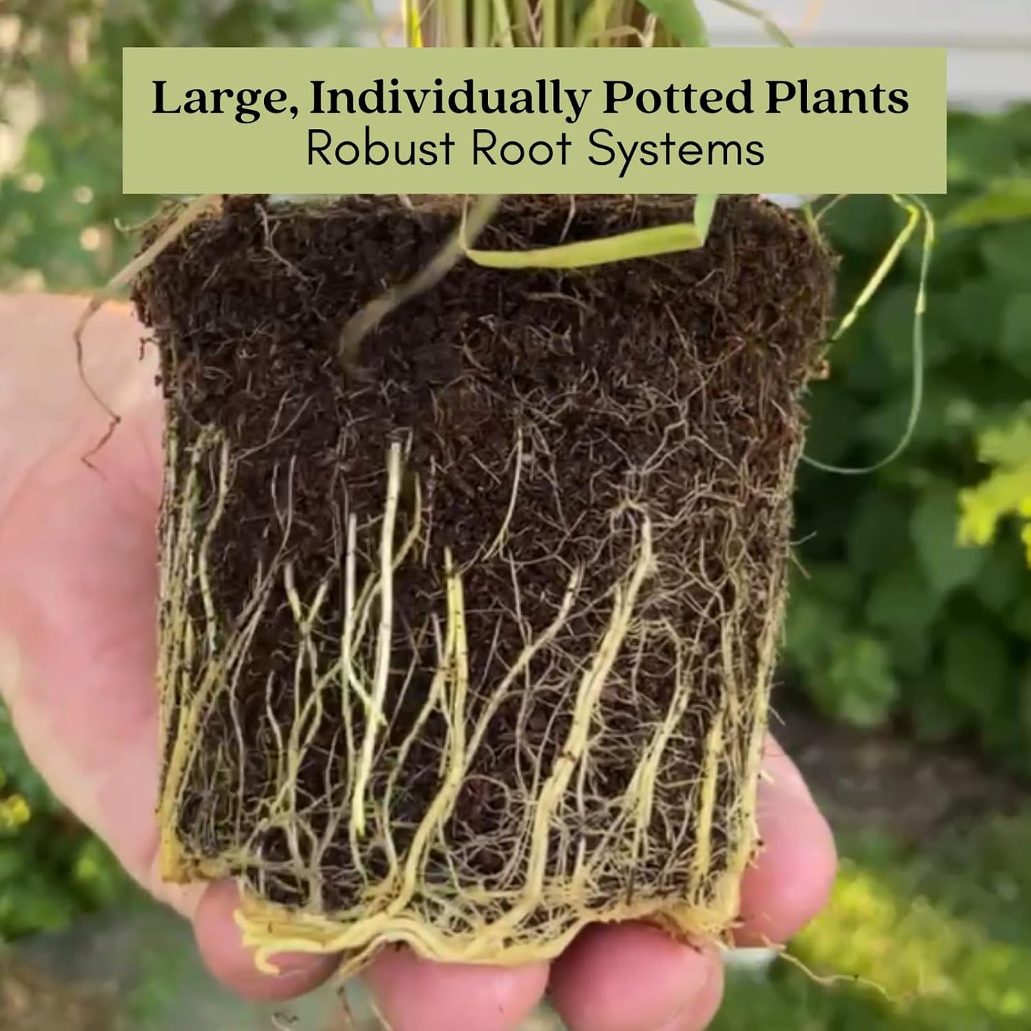 Clovers Garden Mosquito Trio Nine (9) Mosquito Repellent Live Plants – Non-GMO - Each 4" to 8" Tall – in 4" Inch Pots - Includes Citronella Geranium, Lemongrass, Lantana Plants (3 of Each)