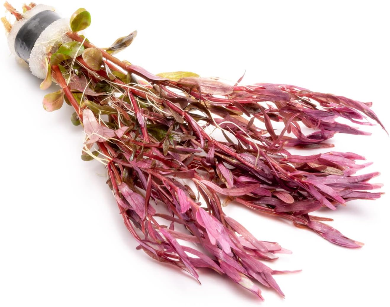 Live Aquarium Stem Plants - Freshwater Aquatic Plant for Fish Tanks, Aquascaping - (Rotala Narrow Leaf Sp. Red, 1 Bunch)