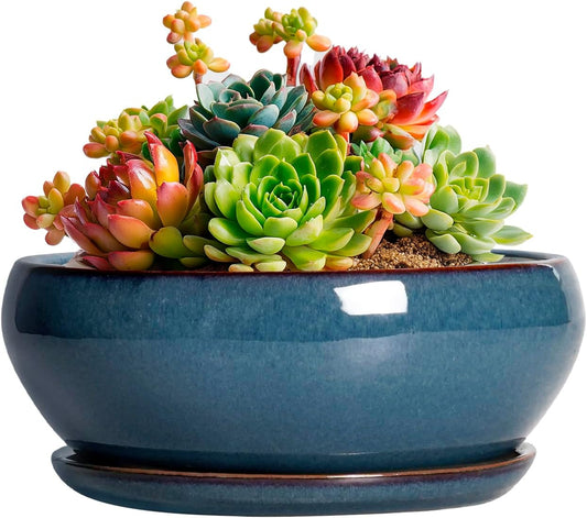 SQOWL Succulent Pots - 6 Inch Ceramic Bonsai Pots, Shallow Planter with Drainage Hole and Saucer, Modern Round Planter for Indoor Plants Outdoor, Flower Cactus Pot, Home Decor, Plant Lover Gift, Blue