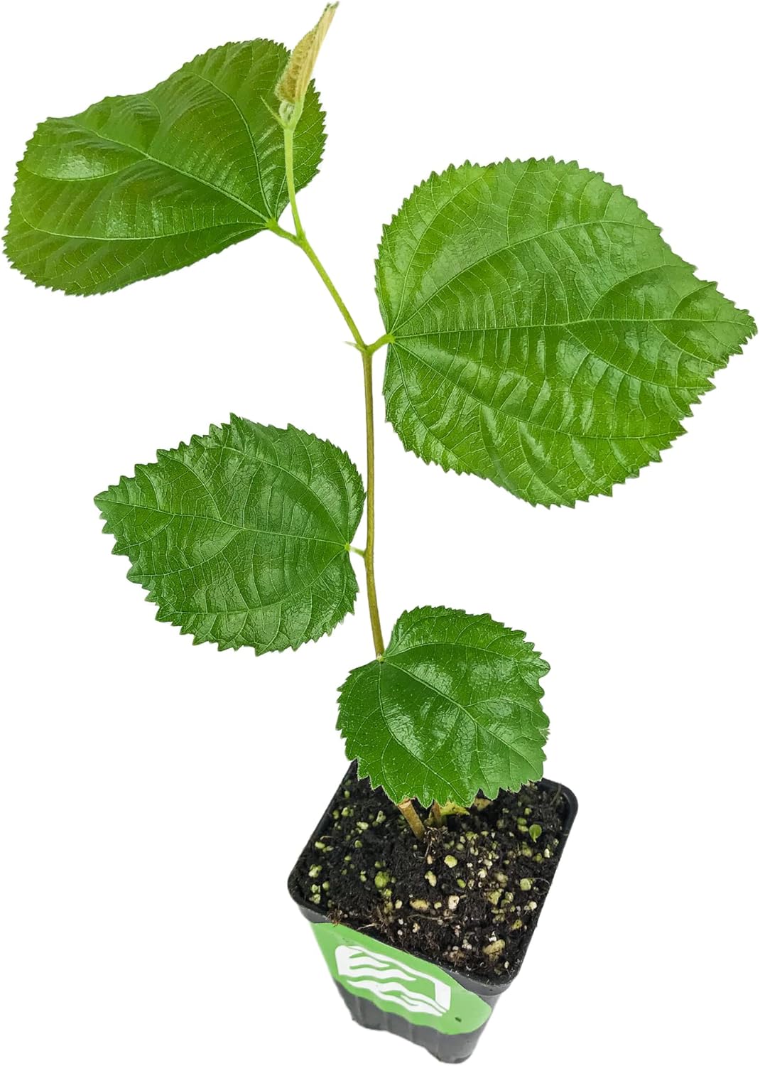 Sherbet Berry Live Plant (Phalsa/Falsa) - Grewia asiatica - Wellspring Gardens Starter Plant - Live Plant Rare Fruit-Bearing Tree - Easy to Grow Tropical Plants for Garden, Yard, Patio & Landscaping