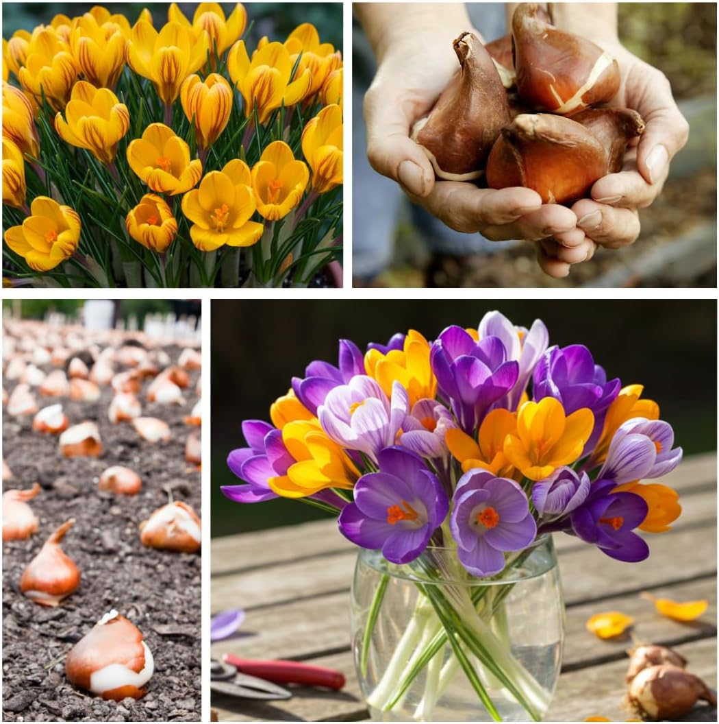 Colorful Crocus Blend Bulbs for Planting - Stunning Early Spring Blooms (50 Bulbs)