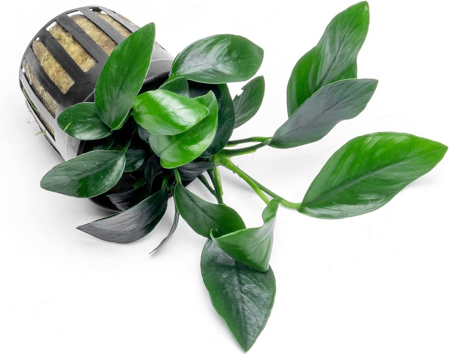 Anubias Live Aquarium Plants - Potted Freshwater Plant for Fish Tanks, Terrariums - Beginner Friendly Low Light (Spear Leaf, 5 Pots)