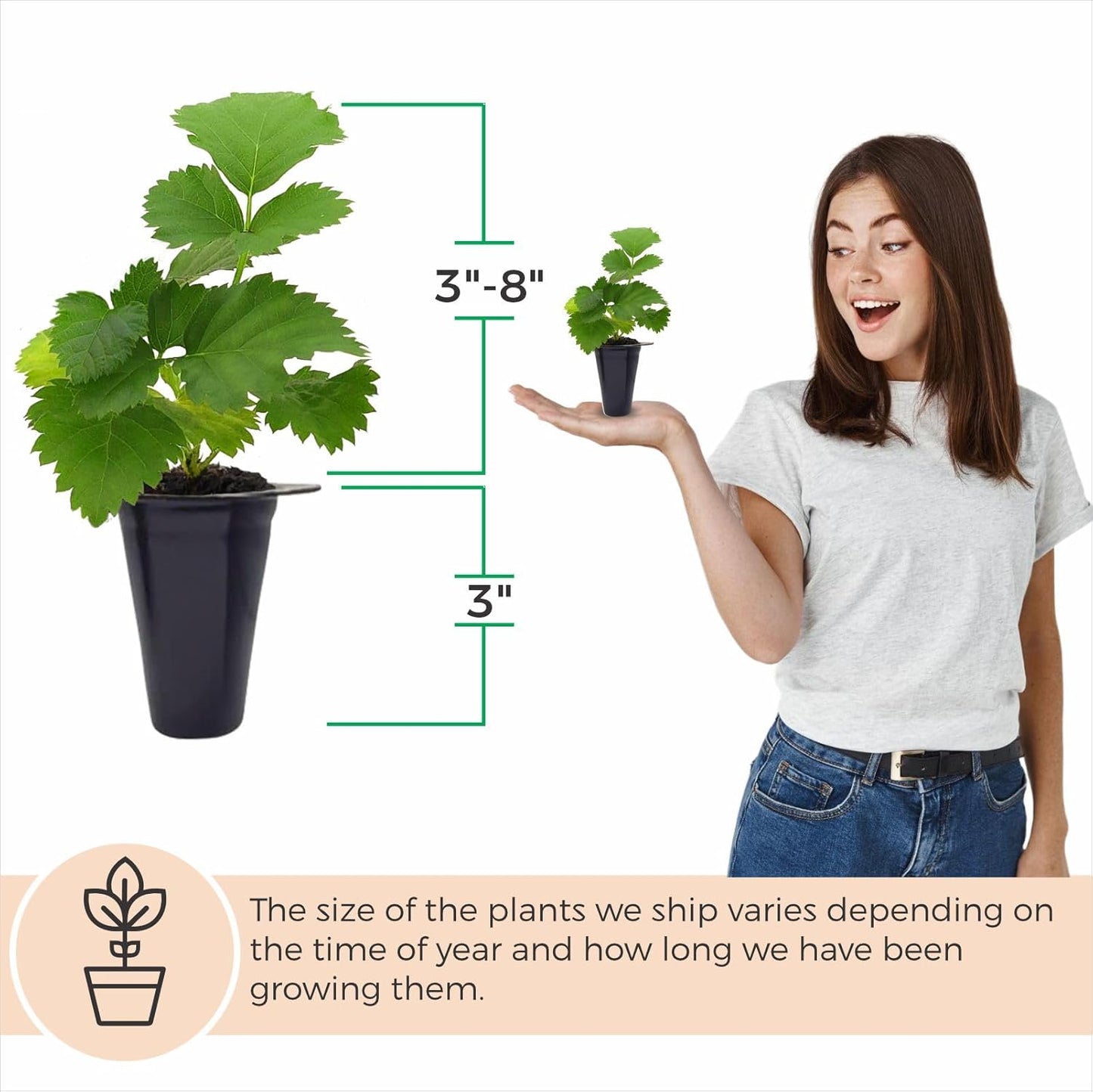 Thorny Boysenberry Plants (4 Pack) – Live Starter Plants for Planting, Vigorous Trailing Canes Producing Large, Juicy, Sweet-Tart Berries, Ideal for Jams, Pies, and Fresh Eating