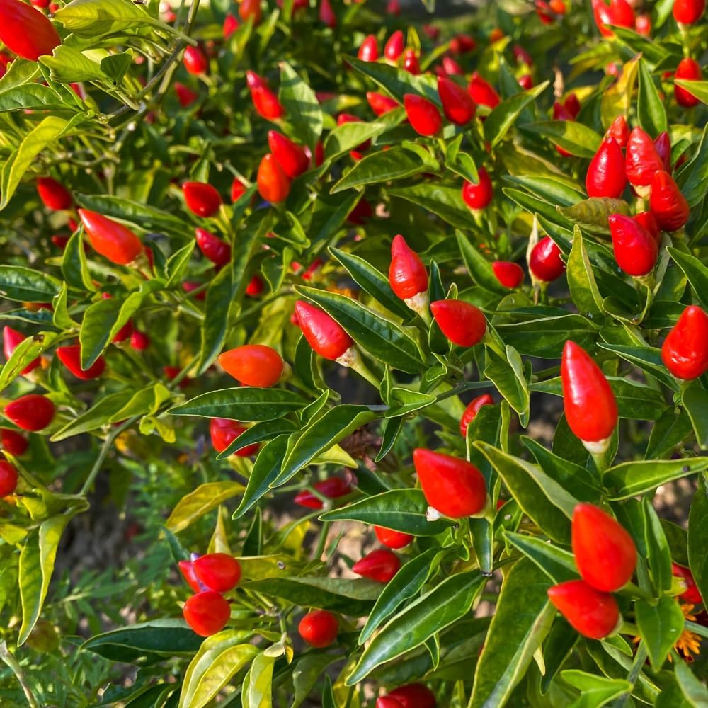 2 Pequin Hot Pepper Plants Live in 2.5 Inch Pot for Planting Outdoor, 2 Plants in 1 Pot