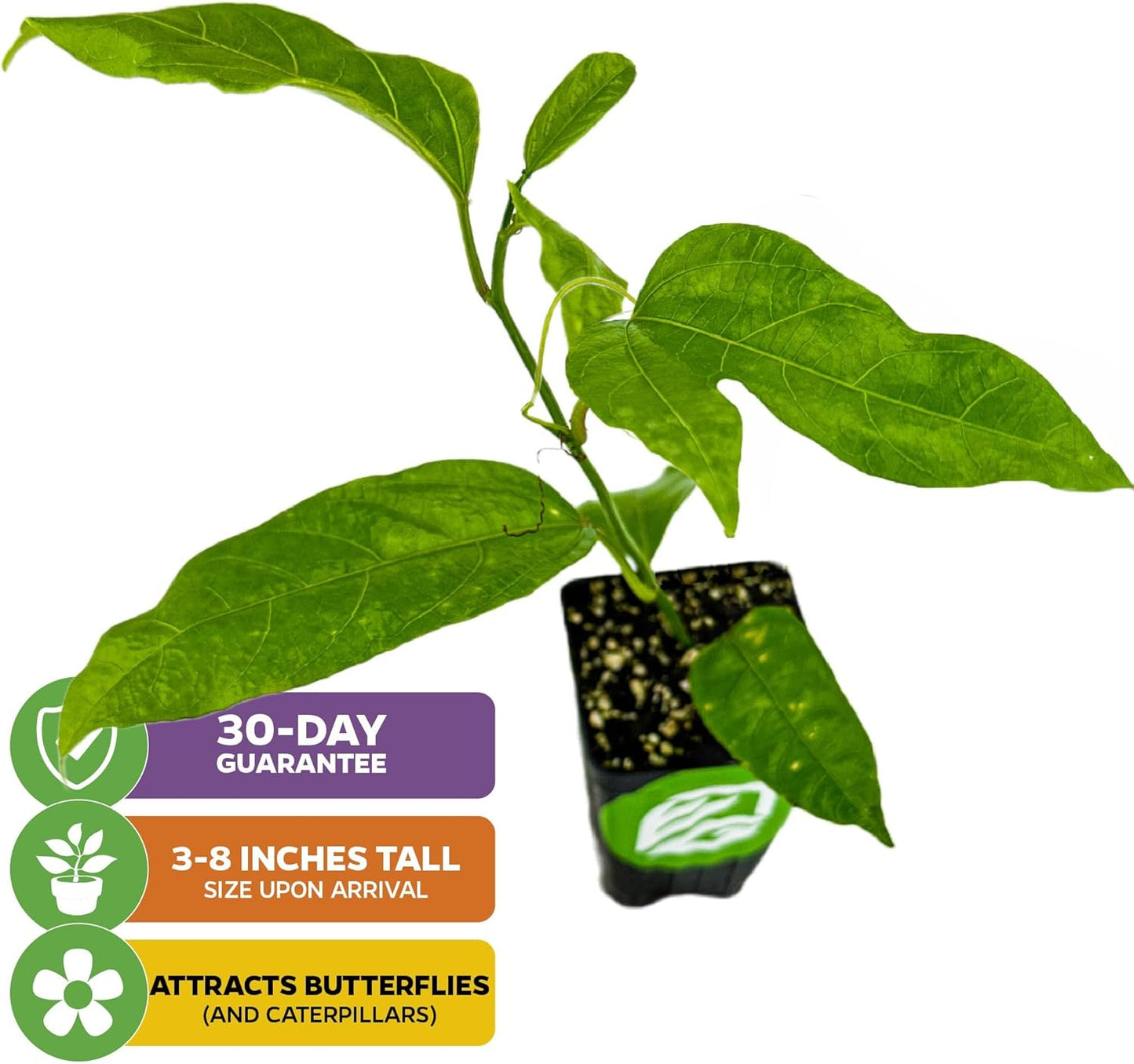 Purple Possum Passion Fruit Vine Live Plant – Passiflora edulis by Wellspring Gardens – Sweet, Aromatic Fruit – Fast-Growing & Self-Pollinating – Great for Fences, Trellises & Containers (2-Pack)