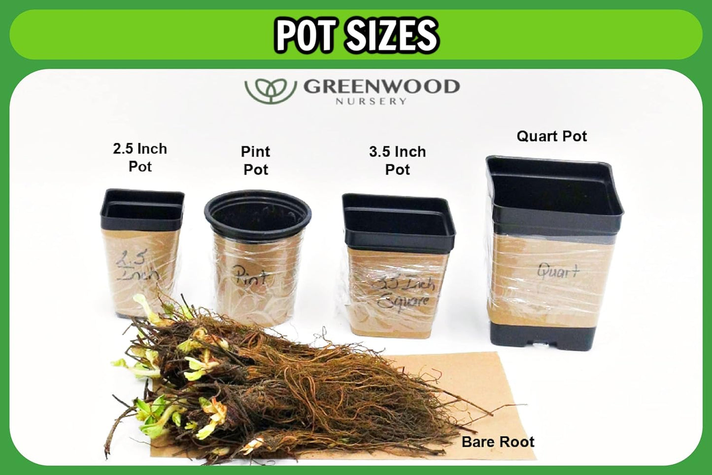 Greenwood Nursery: Live Perennial Plants - Cinnamon Fern + Osmundastrum Cinnamomeum - [Qty: 3X Pint Pots] - (Click for Other Available Plants/Quantities)