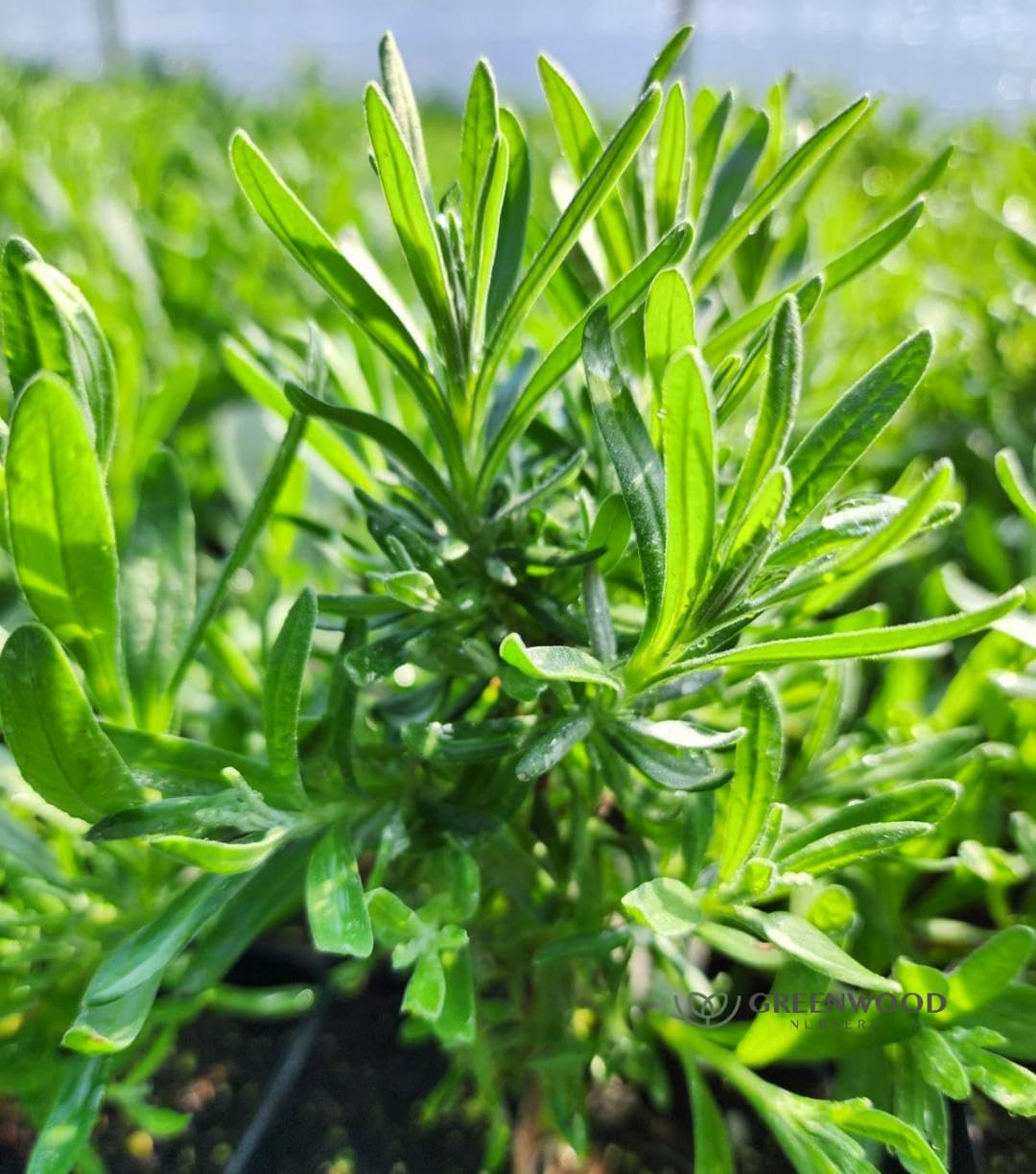Greenwood Nursery: Live Perennial Plants - Royal Velvet Lavender + Lavandula Angustifolia - [Qty: 1x Pint Pot] - (Click for Other Available Plants/Quantities)