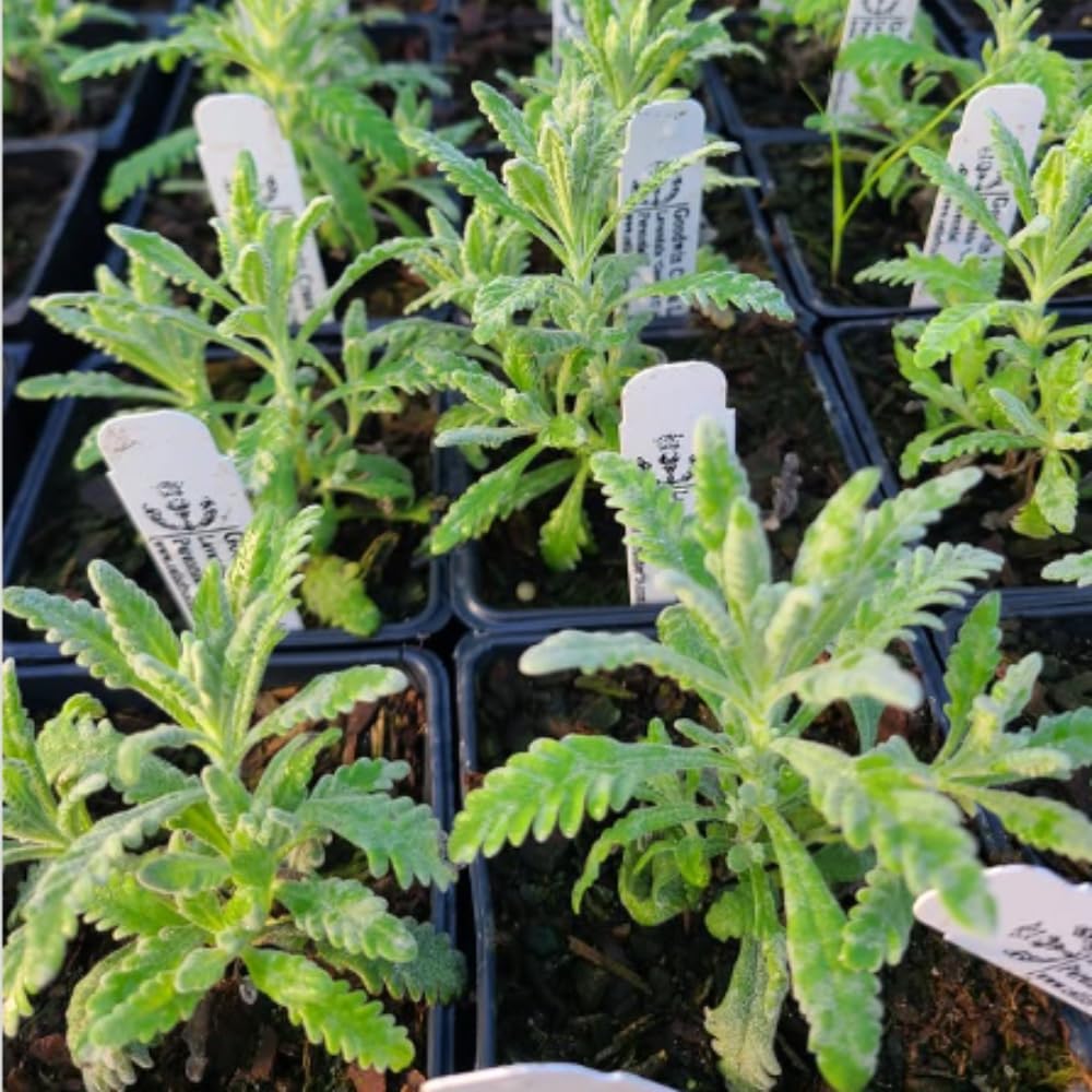 Set 2 Lavender Plants Live, Lavandula Perennial Flower Plants Indoor Outdoor, Well Rooted Plugs 3 to 5 Inch Tall to Grow (Provence Lavender)