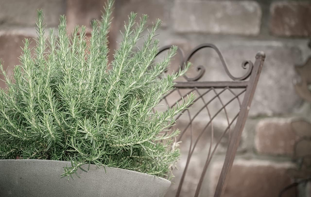 Greenwood Nursery: Live Perennial Plants - Creeping Rosemary + Rosmarinus Officinalis Prostratus - [Qty: 10x 3.5 Pots] - (Click for Other Available Plants/Quantities)