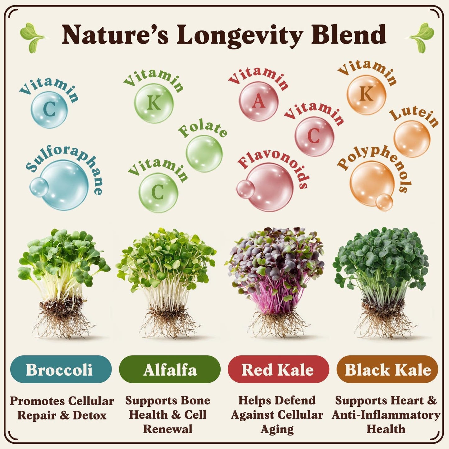 Seedboy Organic Sprouting Seeds - Longevity Blend- Non-GMO, USA Grown Microgreens Mix - Broccoli, Red Kale, Black Kale, Alfalfa - Makes Over 6 Quarts of Sprouts, 20 Servings (8 oz) (Longevity Blend)