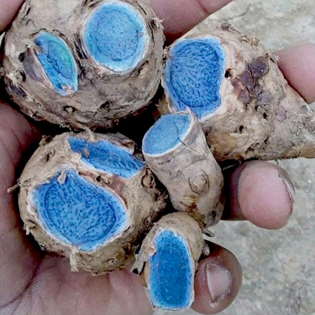 Premium Live Black Turmeric (Curcuma caesia) Plants - Rare Herbal Medicinal Plant, Perfect for Home Gardens (2 Black Turmeric Bags)