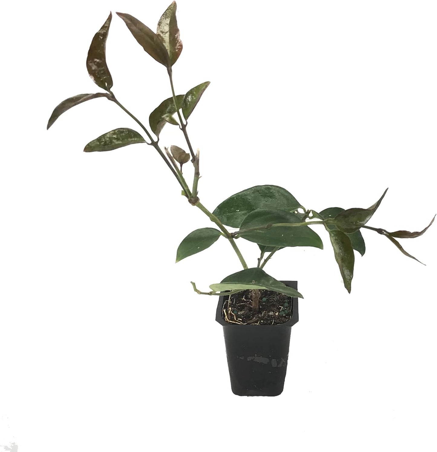 Star Jasmine - 10 Live Plants - Jasminum Nitidum - Fragrant Blooming Evergreen Vine