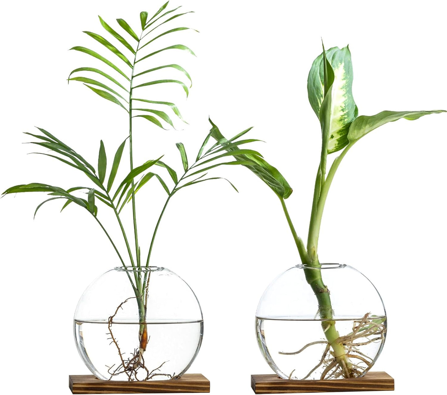 Glass Planter Propagation Station with Wooden Base - Clear Oblate Hydroponic Vase, Decorative Desktop Flower Vase for Home, Office, Windowsill - Gift for Plant Lovers (2)