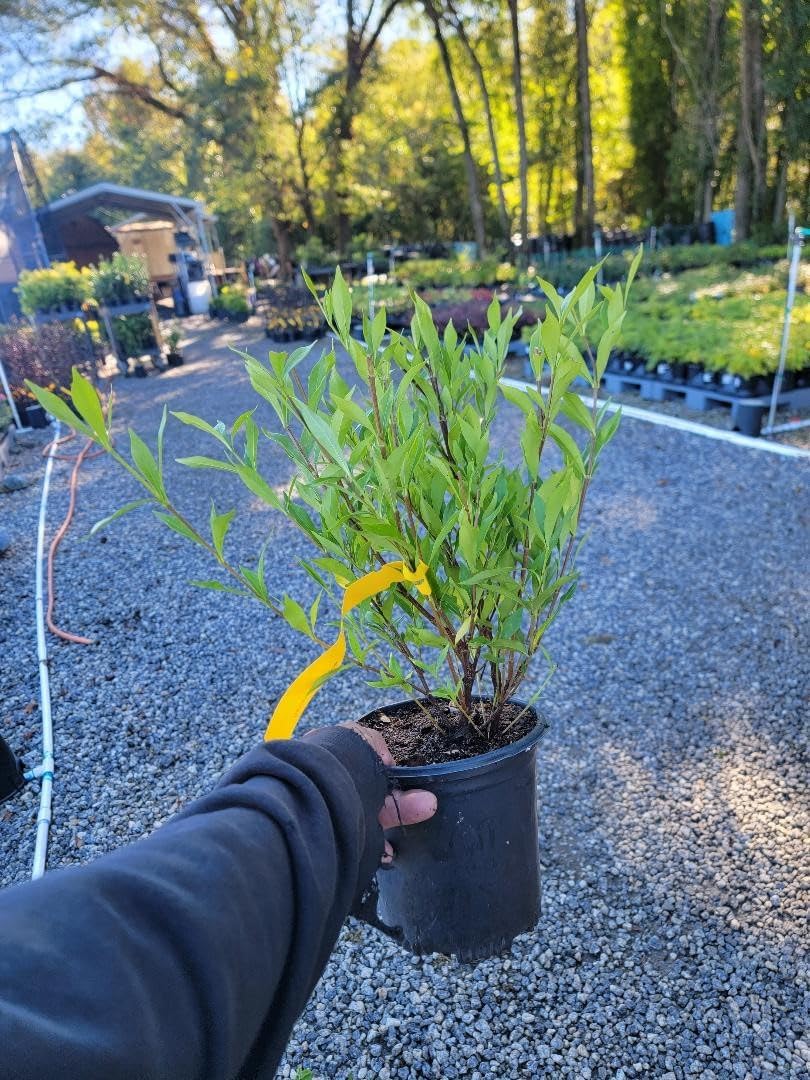 Frost Proof Gardenia (Cape Jasmine) - Trade Gallon