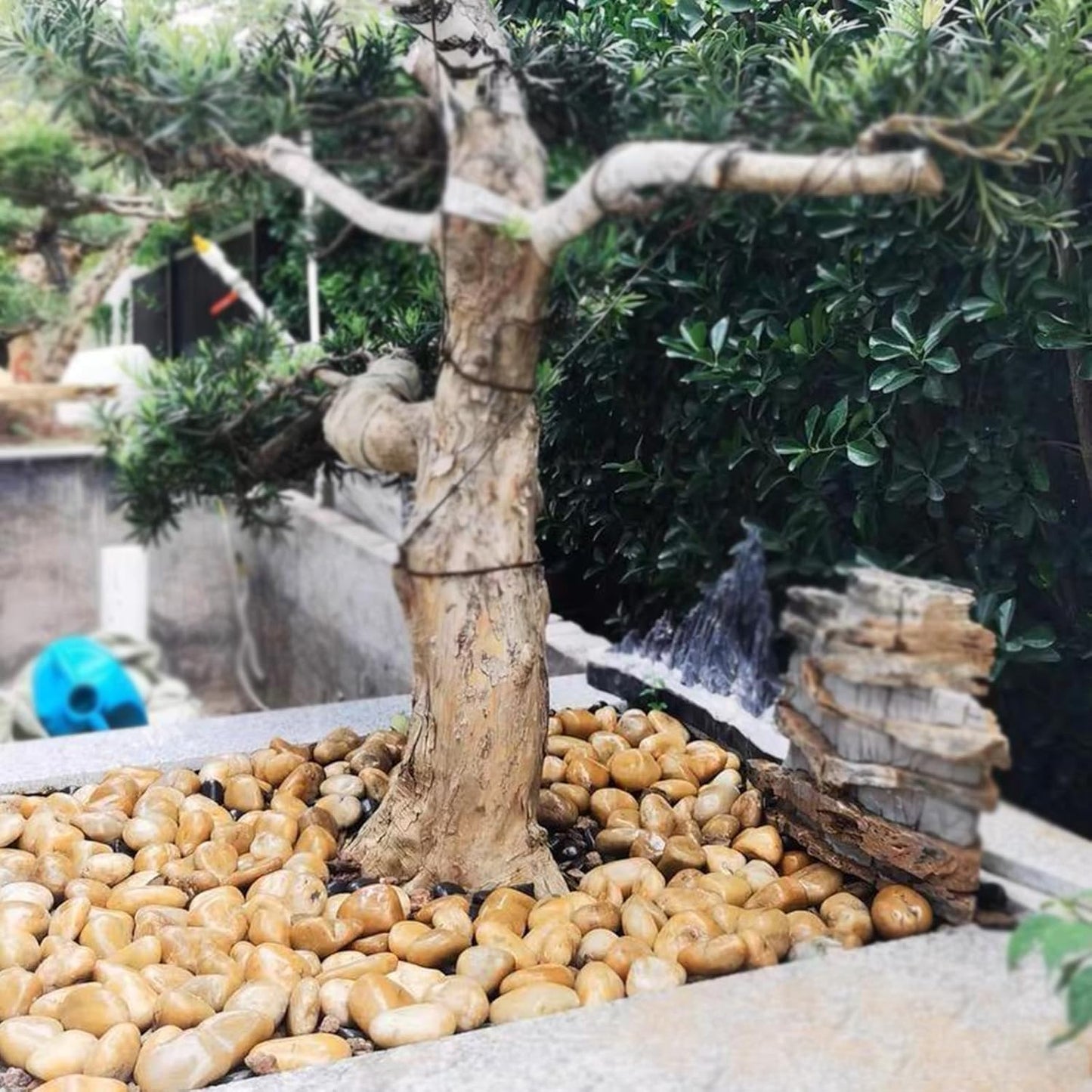 5 lbs Yellow River Rocks, 2-3 Inch Large Pebbles for Indoor Plants, Decorative Rocks Stones for Landscaping, Vases, Aquariums, Fountains, Pathways, Backyard and Garden