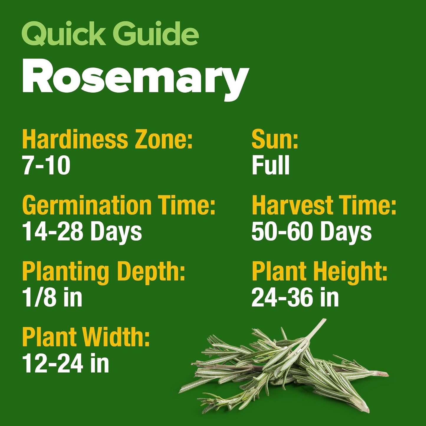 HOME GROWN 𝗨𝗦𝗔 𝗣𝗥𝗘𝗠𝗜𝗨𝗠 Rosemary Seeds Pack - 150 High Germinating 𝗡𝗢𝗡-𝗚𝗠𝗢 Heirloom Herb Seeds for Planting in Indoor or Outdoor Herb Gardens (Salvia rosmarinus)