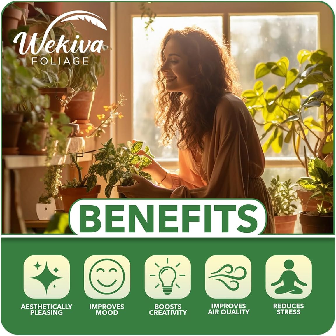 White Jade Pineapple Plant - 4 Live Starter Plants - Ananas Comosus - Edible and Fruit Bearing for Patio and Garden