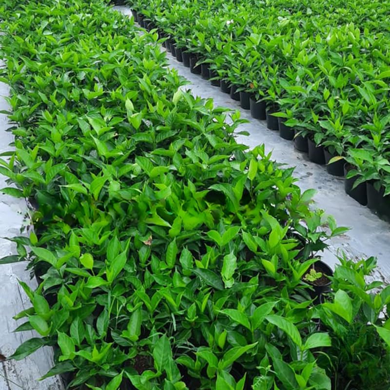 2 Random Jasmine Plants Live, Climbing Jasmine Indoor Outdoor Live, Fragrant, 5-9" in Tall, No Pot, Hardy and Fast-Growing