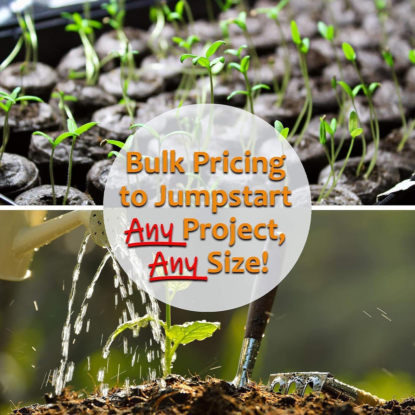 Thai Ornamental Hot Pepper 1 Oz ~12,000 Seeds – Non-GMO, Heirloom, Open-Pollinated – 50K–100K SHU – Compact, Upright Plants – Edible & Decorative – Heat-Tolerant