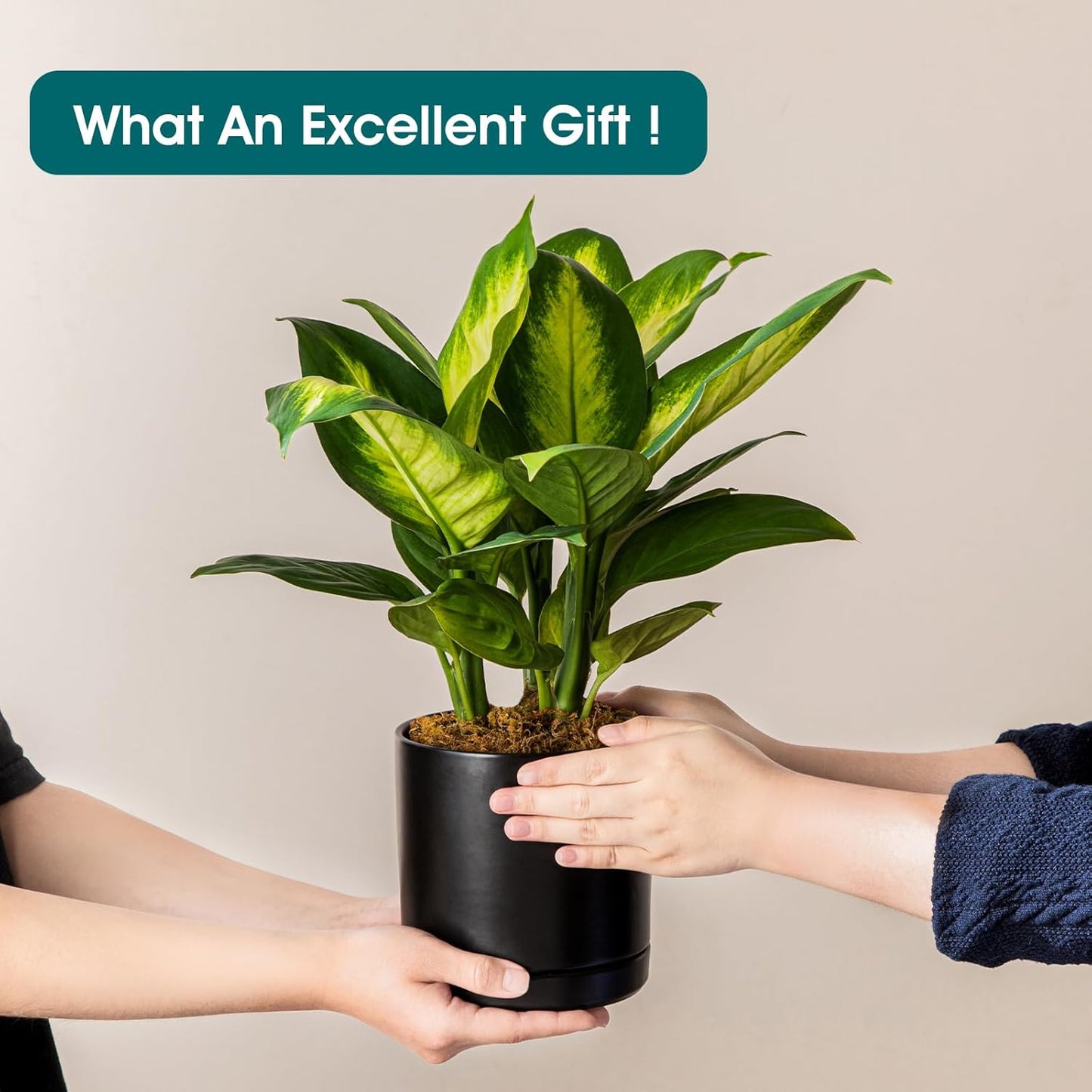 vancasso Ceramic Plant Pots, 3 Piece Planters for Indoor Plants, 4.25+5.25+6.25 Inch Flower Pots with Drainage, Plant Pots Indoor for Succulent, Pothos, Snake Plant and Money Tree, Etc (Black)