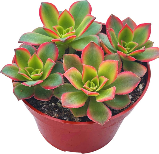 Live Succulent 4" Aeonium Kiwi, Succulents Plants Live Fully Rooted House Plant for Home Office Decoration, DIY Projects by The Succulent Cult
