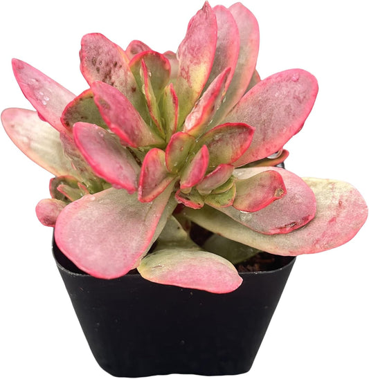 Sprout N Green Crassula Platyphylla f. Variegata, 1 Live Succulent Plant Fully Rooted in 2" Pot, House Plant for Indoor Outdoor Home Office Wedding Decoration DIY Project Party Favor