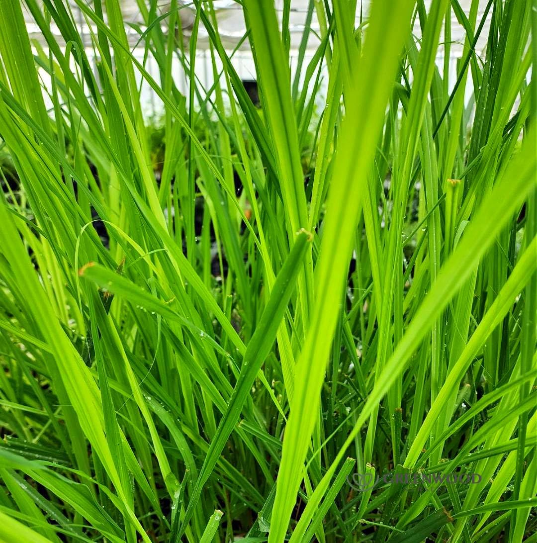 Greenwood Nursery: Live Perennial Plants - Grosso Lavender + Lavandula x Intermedia - [Qty: 3X 3.5 Pots] - (Click for Other Available Plants/Quantities)