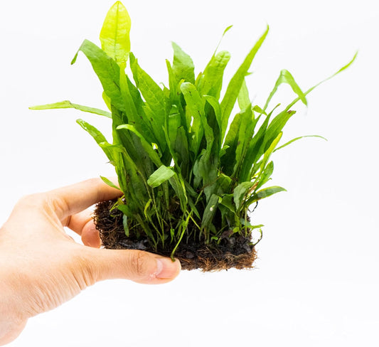 Java Fern Live Aquarium Plants – Windelov, Narrow Leaf & More– Easy Aquascaping Plants for Freshwater Tanks, Low Light, No CO₂ (Java Fern Narrow Leaf Mat)
