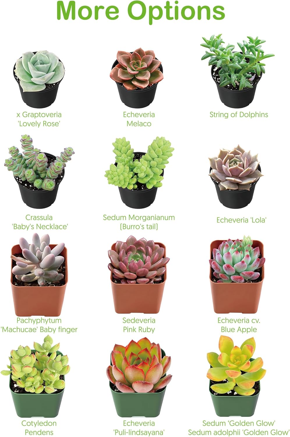 Live Succulent Donkey Tails, Approx 2-inch Large, Potted Succulents, Fully Rooted, Easy Care House Plants
