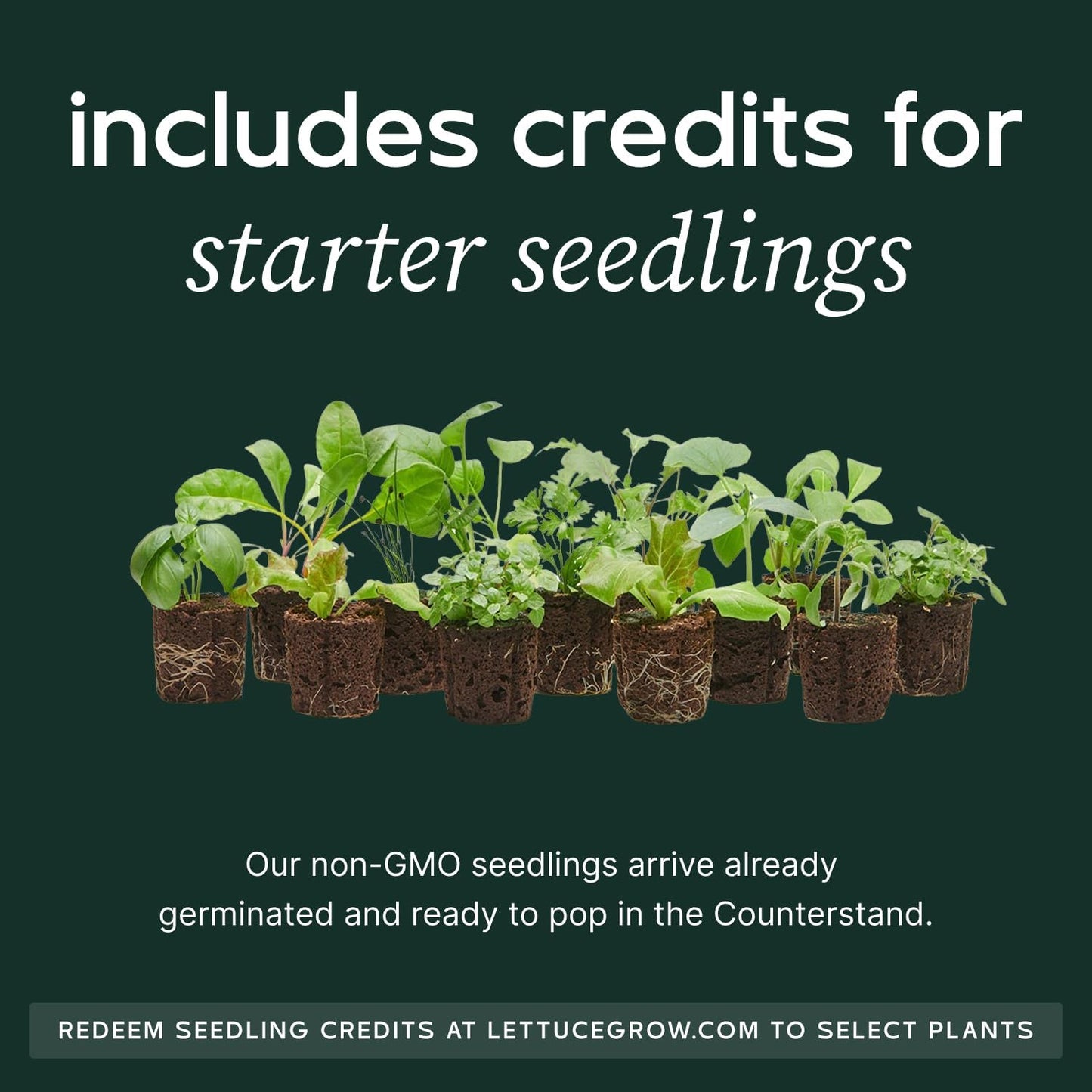 Counterstand Set – Vase Plant for Indoor Edible Garden Kit for Herbs & Lettuce – Small-Space Hydroponic System – Home Decor & Gifting – with Live Plants