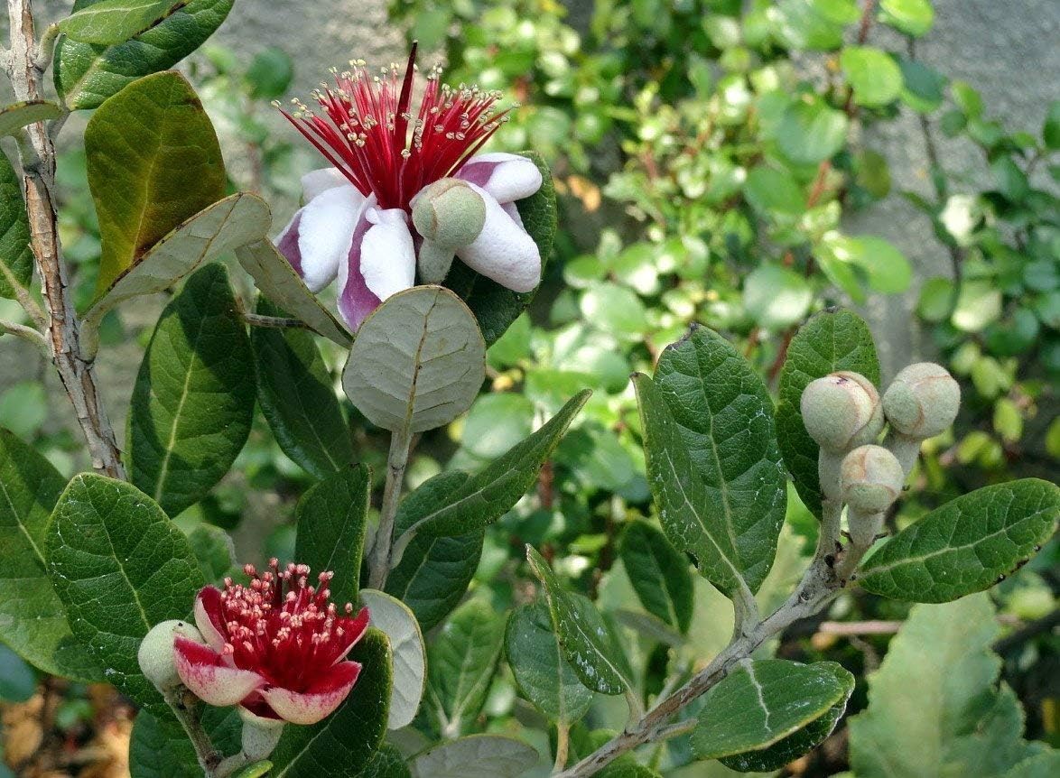 Pineapple Guava Plant - 3 Live 4 Inch Plants - Feijoa Sellowiana - Edible Flowers and Fruit