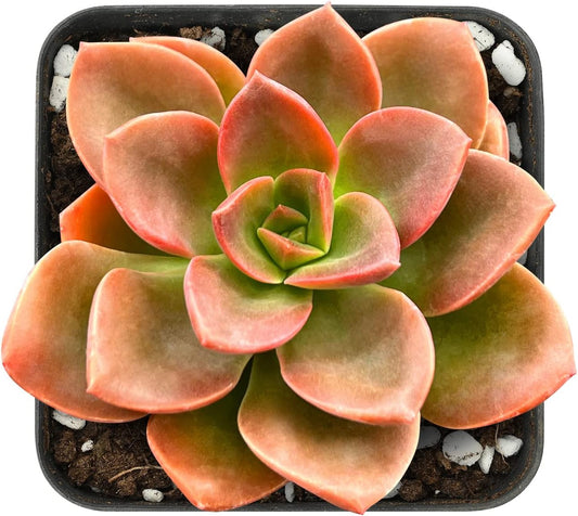 Sprout N Green Echeveria Melaco, 1 Pack Rare Live Mini Succulent Plant Fully Rooted in 2" Pots with Soil Mix, House Plant for Indoor Outdoor Home Office Wedding Decor DIY Project Party Favor
