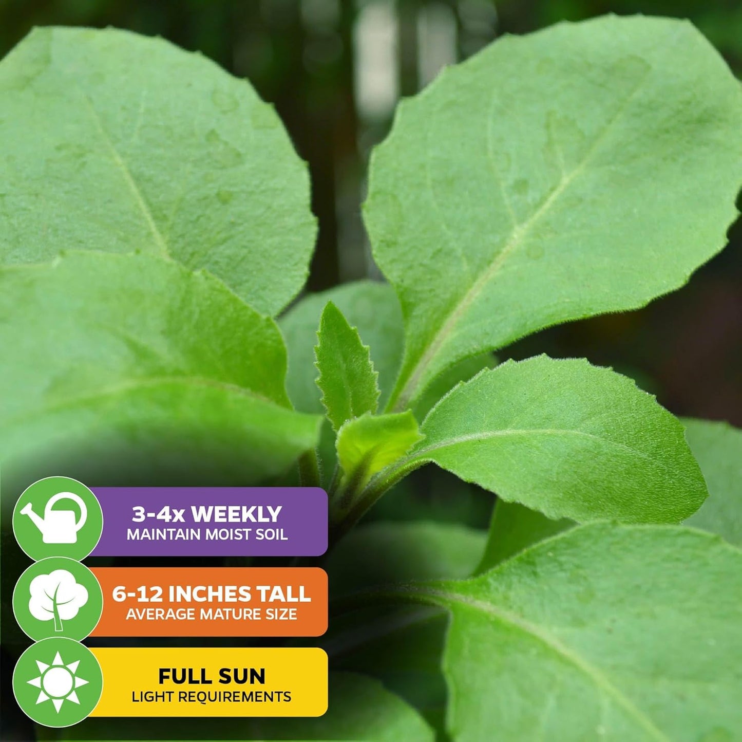 Longevity Spinach Live Plant - Gynura procumbens - Wellspring Gardens Nutrient-Rich Live Vegetable Plants - Vibrant & Healthy Plants, Easy to Grow & Maintain - Ideal for Outdoor & Indoor Planting