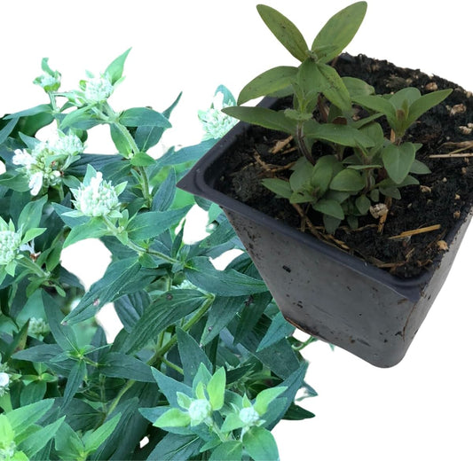 Smoke Camp Crafts Live Organic Hoary Mountain Mint (Pycnanthemum incanum) Plant in 2.5 inch Pot | Native Scented Pollinator Plant White Flowers Silver Leaf Mountain Mint