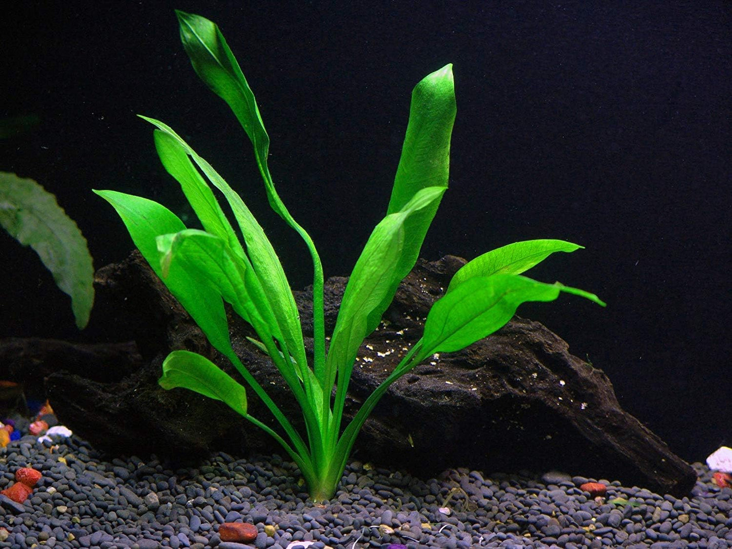 Rooted Live Aquarium Plant Bundle - 6 Easy Species | Snail Free Guaranteed