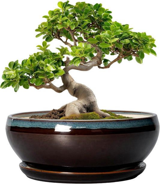 SQOWL Bonsai Tree Pots - 10 Inch Ceramic Succulent Pots with Drainage Hole and Saucer, Round Shallow Plant Pot Indoor Outdoor, Ceramic Bonsai Pot, Bowl Planter, Home Decor, Garden Gifts, Blue-Brown