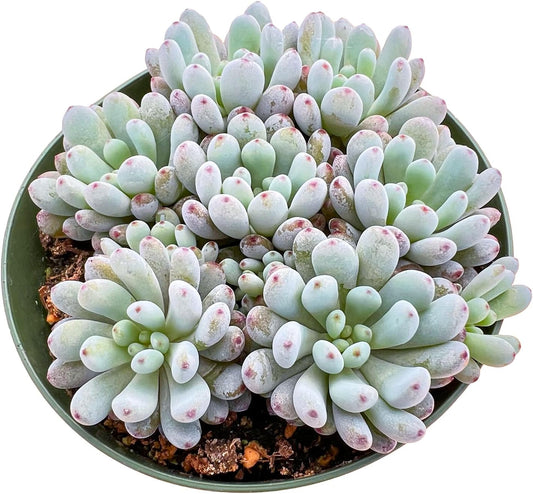 Sprout N Green Graptopetalum pachyphyllum 'Bluebean', Live Succulent Plant Fully Rooted in 4" Pots with Soil Mix, Rare Houseplant for Indoor Outdoor Home Office Wedding Decoration Party Favor