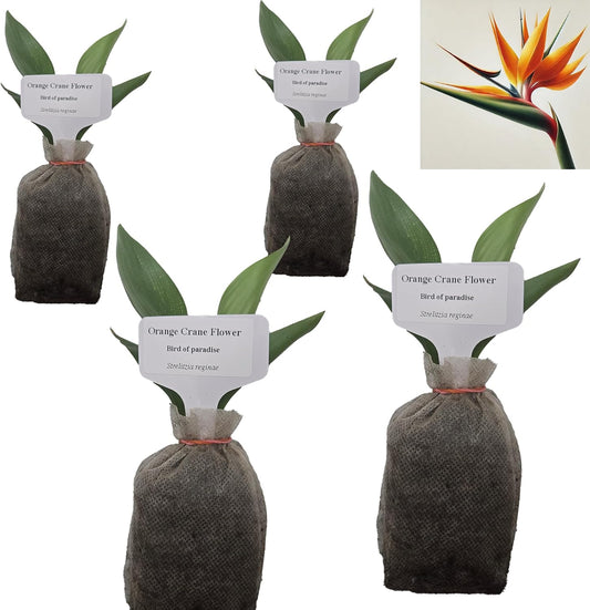 Bird of Paradise - Orange - Strelitzia Reginae. (4 Orange BoP in Sac)