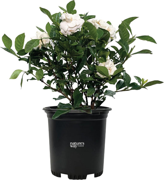 Nature’s Way Farms Gardenia Veitchii Fragrant Flowering Shrub (12-18in Tall) in Grower Pot