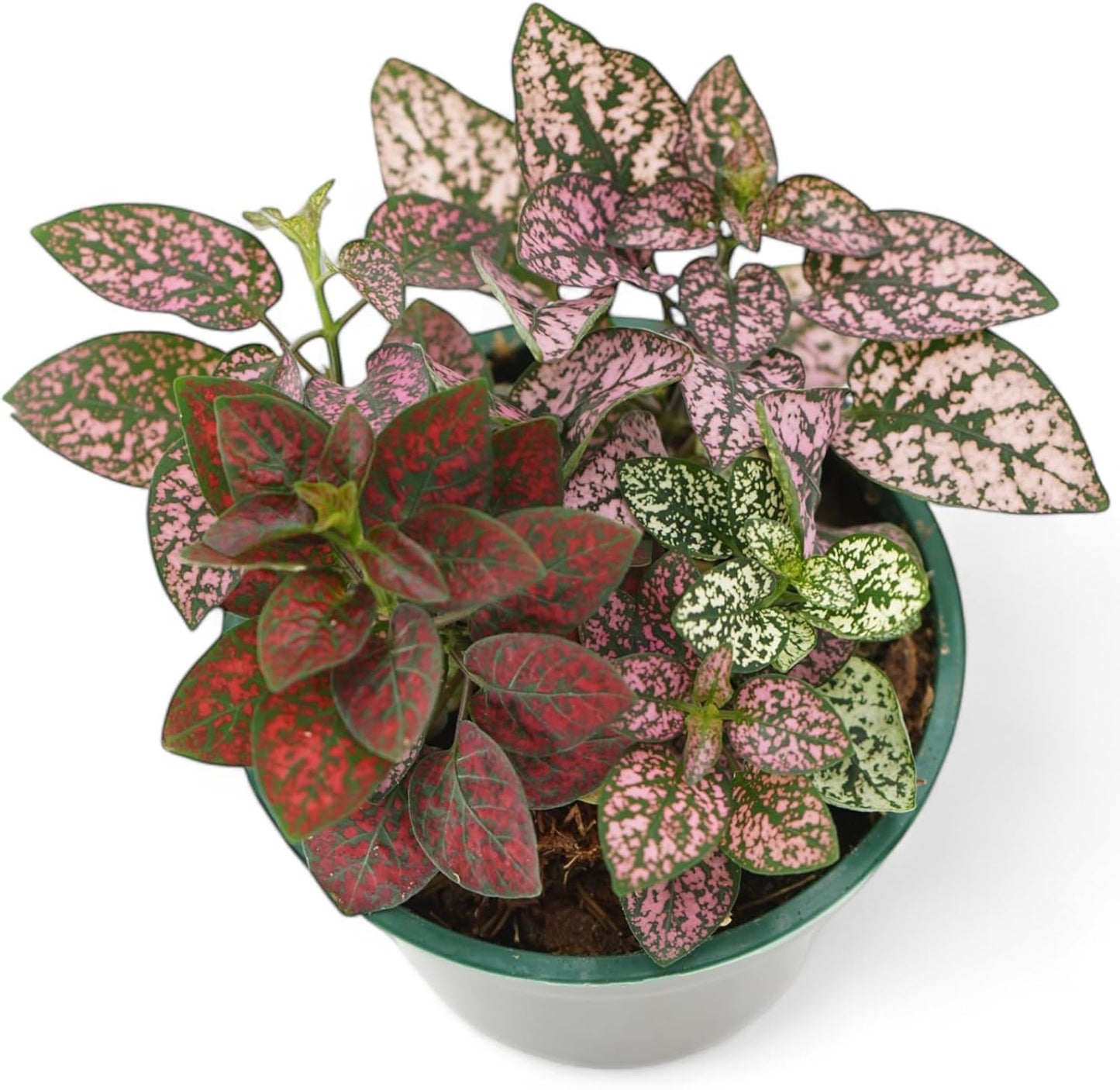 Live Plants - Polka Dot Plant Live Hypoestes, 3 Varieties in One Pot, Colorful Indoor Plants, Vibrant Plants Live Houseplants for Home Decor