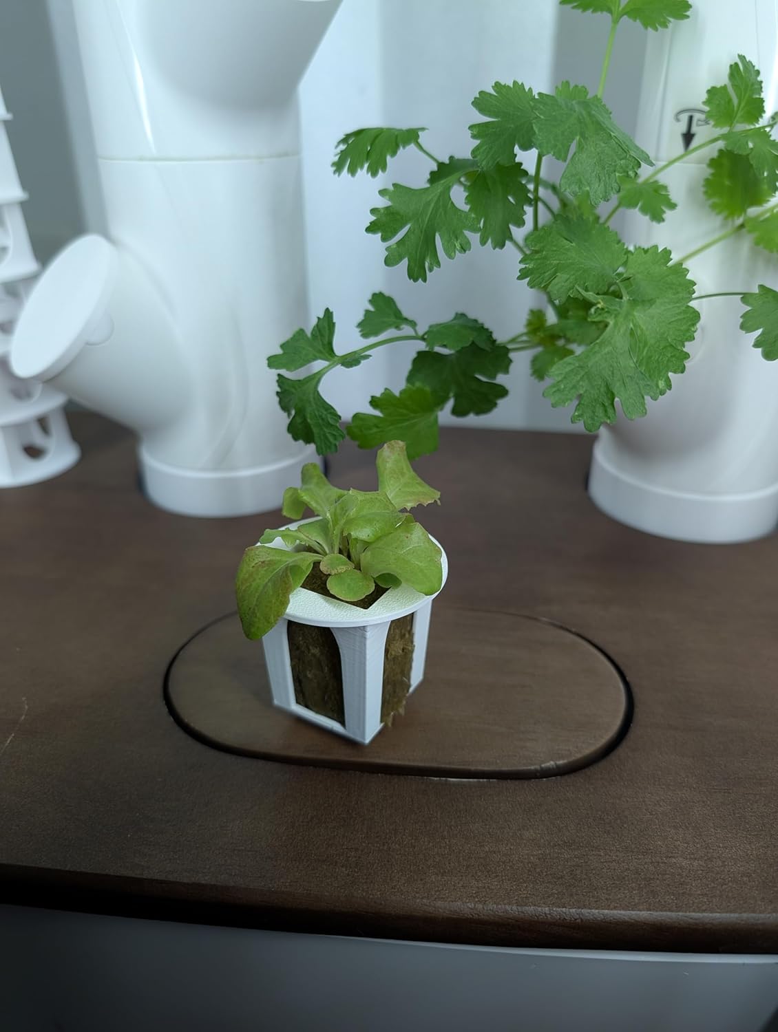 Grow Cubes for Hydroponic System/Compatible with Gardyn (20 Cubes+Rockwool)