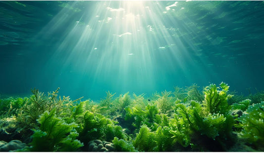 Deep Ocean Fish Tank Background Under The Sea Aquatic Plants Aquarium Background Underwater Corals Sunray Terrarium Backgrounds Tropical Fish Ocean World Aquarium Backgrounds Decorations 48x20in