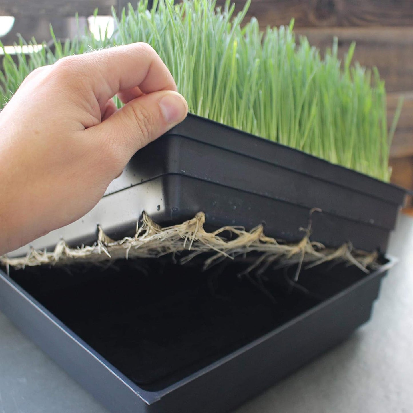 5-Pack 10x10 Garden Growing Trays Without Drain Holes - 10" x 10" Plastic Plant Trays No Holes - Wheatgrass Sprouting Tray, Microgreens Seed Tray, Hydroponic Trays, Nursery Flats, Greenhouse Supplies