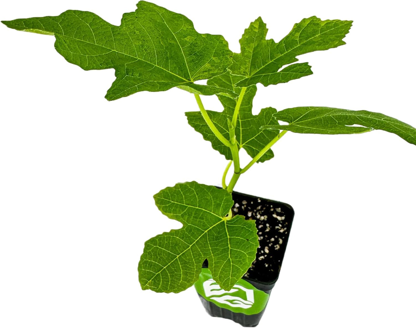 Celeste Fig Tree Live Plant - Honey/Sugar Fig - Ficus carica by Wellspring Gardens - Starter Plant Ideal for Gardens & Containers - Great for Indoor Houseplants, Outdoor Landscaping & Garden Planting