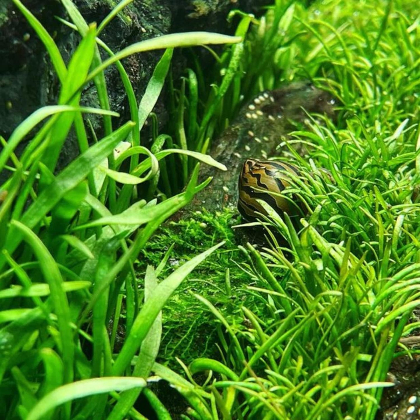 Micro Sword Lilaeopsis Novaezelandiae Bundle Live Aquarium Plant Decorations BUY2GET1FREE
