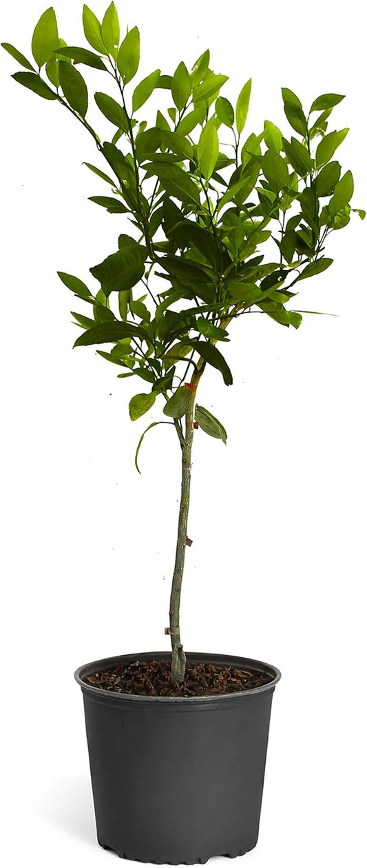 Brighter Blooms - Owari Satsuma Mandarin Tree, 3-4 ft, - No Shipping To AL, AZ, CA, FL, GA, LA, OR, TX, MS