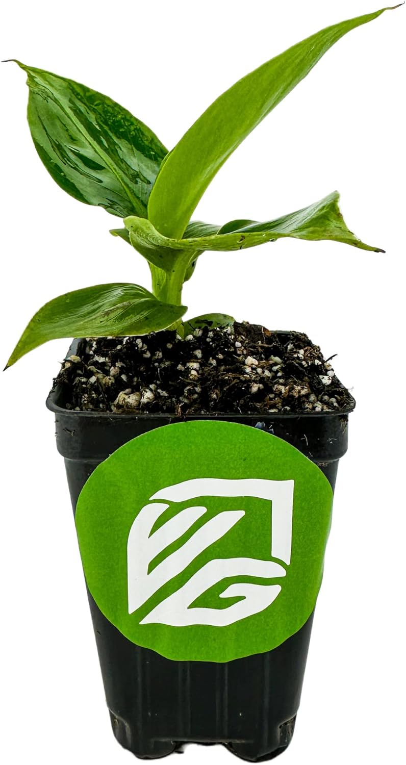 Little Prince Banana - Musa 'Little Prince' by Wellspring Gardens - Ornamental Tropical Beauty for Container Gardening and Indoors - Small Banana Live Plant