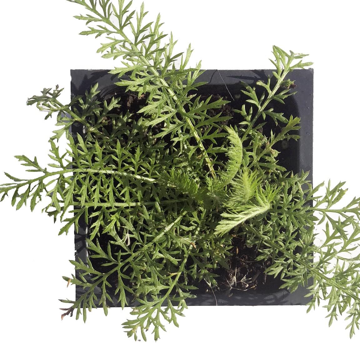 Organic Yarrow Plant, (Achillea millefoleium) 2.5-inch Pot