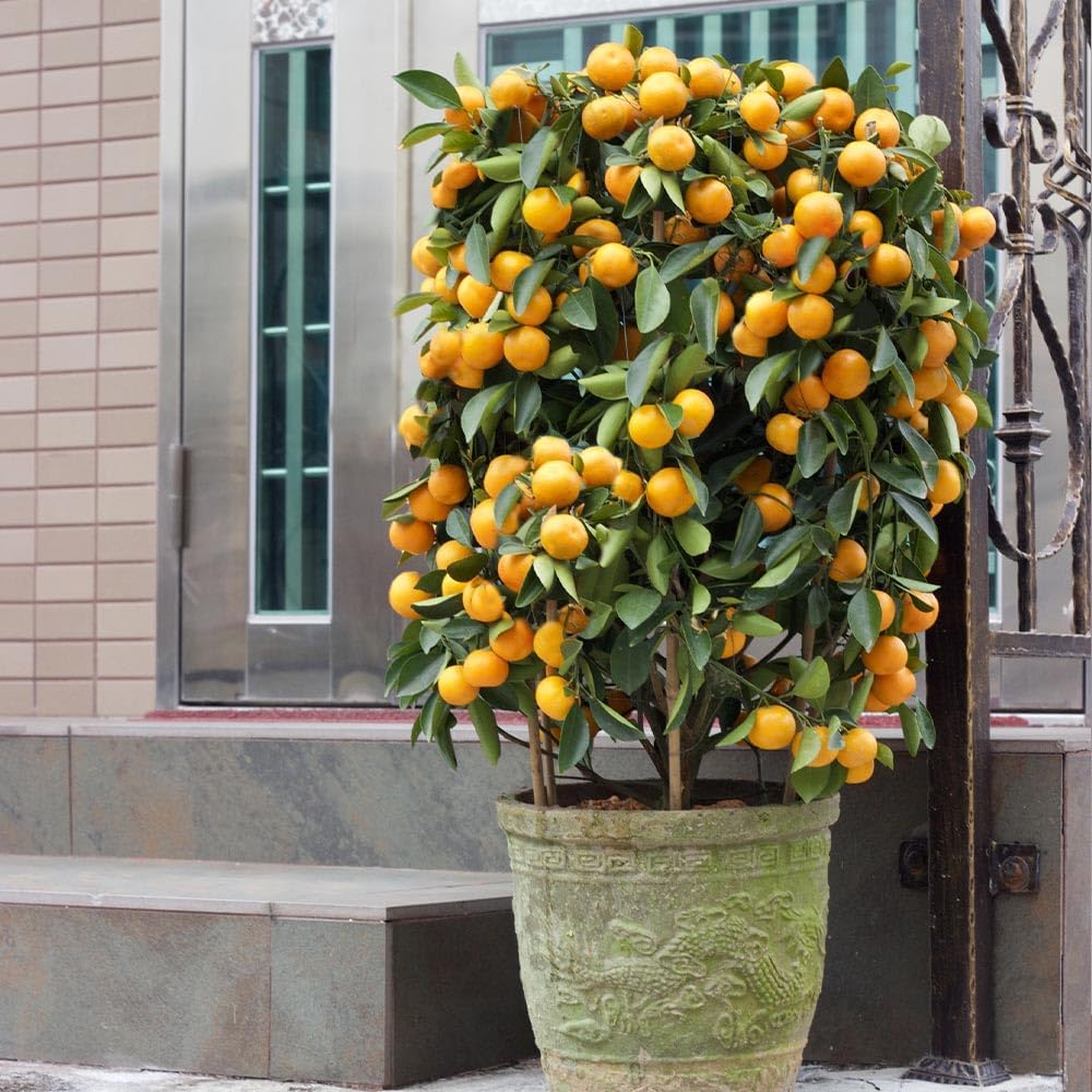 Brighter Blooms - Nules Clementine Tree, 2-3 Feet - Live Fruit Plant - No Shipping to AL, AZ, CA, FL, GA, LA, OR, TX, MS
